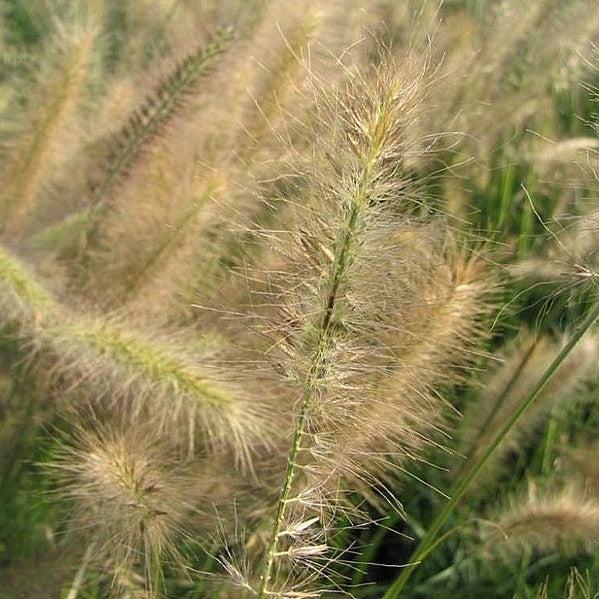 Miscanthus sinensis 'Morning Light' ~ Morning Light Maiden Grass-ServeScape