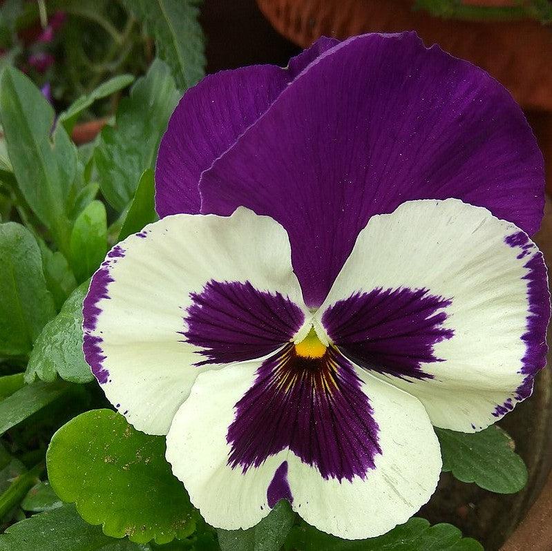 Viola x wittrockiana 'Inspire DeluXXe White Violet Wing' ~ Inspire DeluXXe® White Violet Wing Pansy-ServeScape