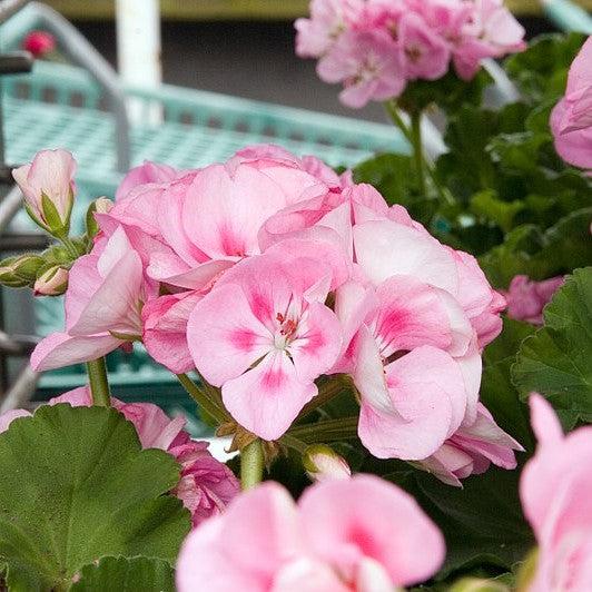 Pelargonium × hortorum 'Rocky Mountain Light Pink' ~ Rocky Mountain™ Light Pink Zonal Geranium-ServeScape