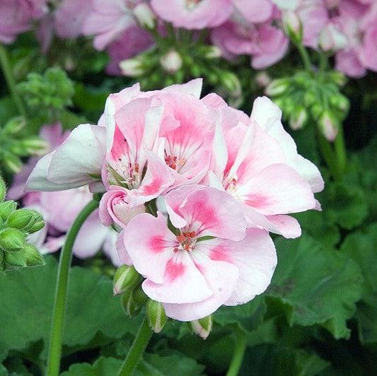 Pelargonium × hortorum 'Rocky Mountain Light Pink' ~ Rocky Mountain™ Light Pink Zonal Geranium-ServeScape