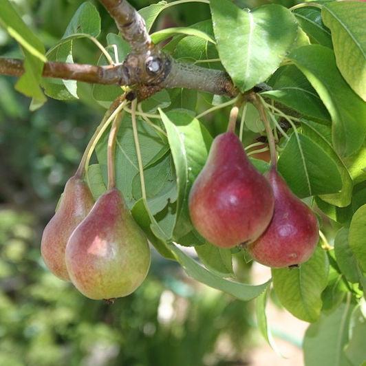 Pyrus communis 'Moonglow' ~ Moonglow Pear-ServeScape