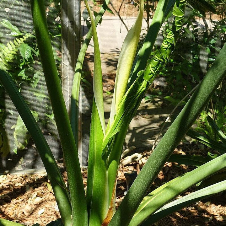 Philodendron bipinnatifidum ~ Split Leaf Philodendron-ServeScape
