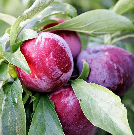 Prunus salicina 'Ozark Premier' ~ Ozark Premier Plum-ServeScape