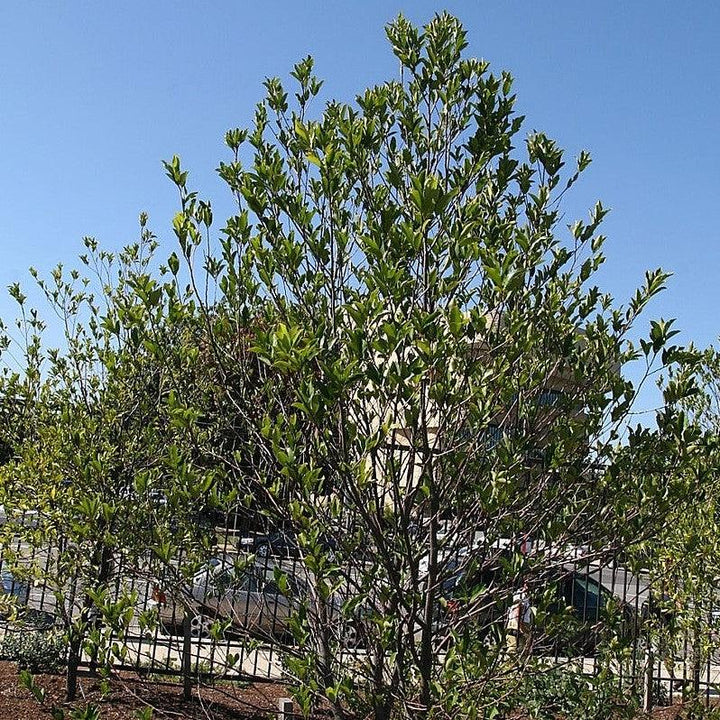 Prunus caroliniana ~ Carolina Cherry Laurel-ServeScape