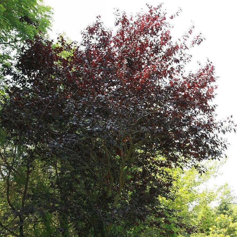 Prunus cerasifera 'Thundercloud' ~ Thundercloud Purple Leaf Plum-ServeScape