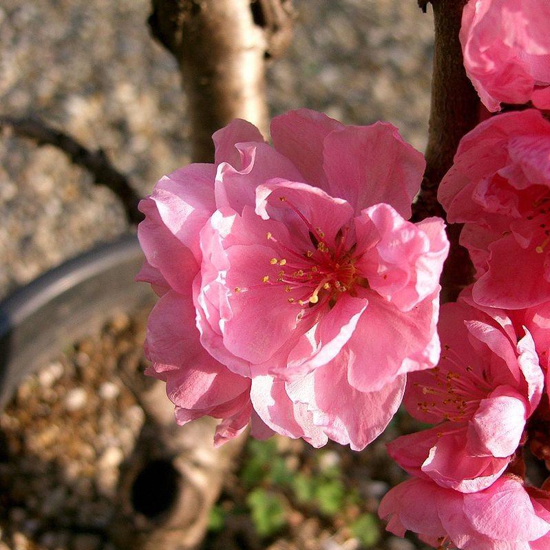 Prunus persica 'Pink Cascade' ~ Pink Cascade Weeping Peach-ServeScape
