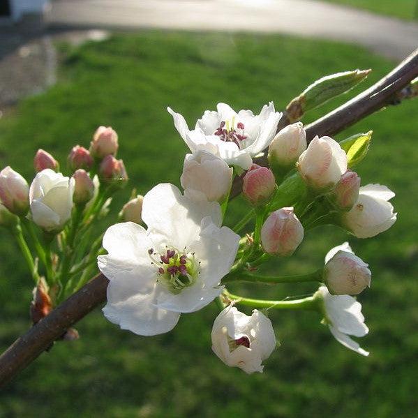 Pyrus calleryana 'Cleveland Select' ~ Cleveland Select Callery Pear-ServeScape