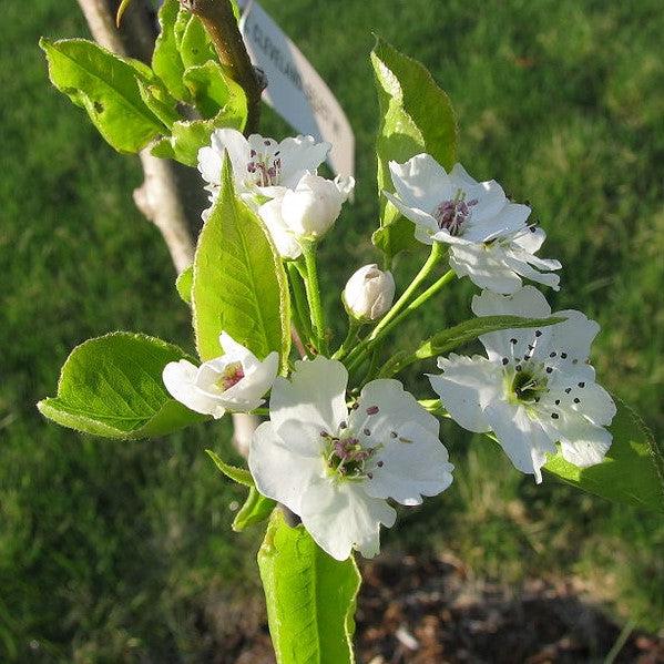 Pyrus calleryana 'Cleveland Select' ~ Cleveland Select Callery Pear-ServeScape