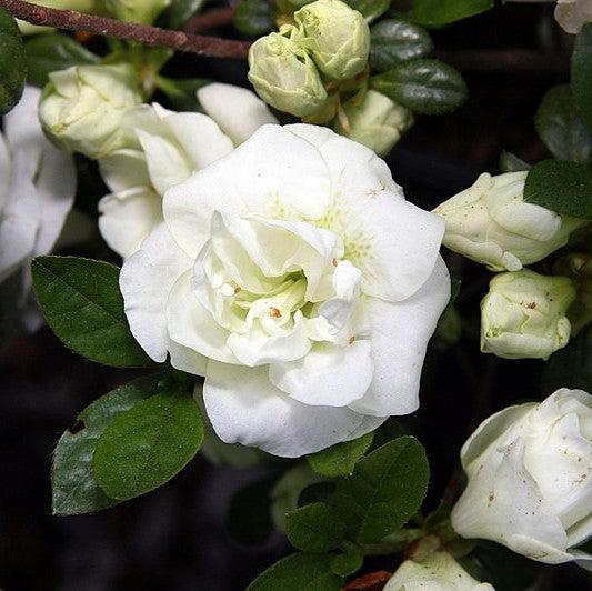 Rhododendron x 'Hardy Gardenia' ~ Echo® Snowball Azalea-ServeScape
