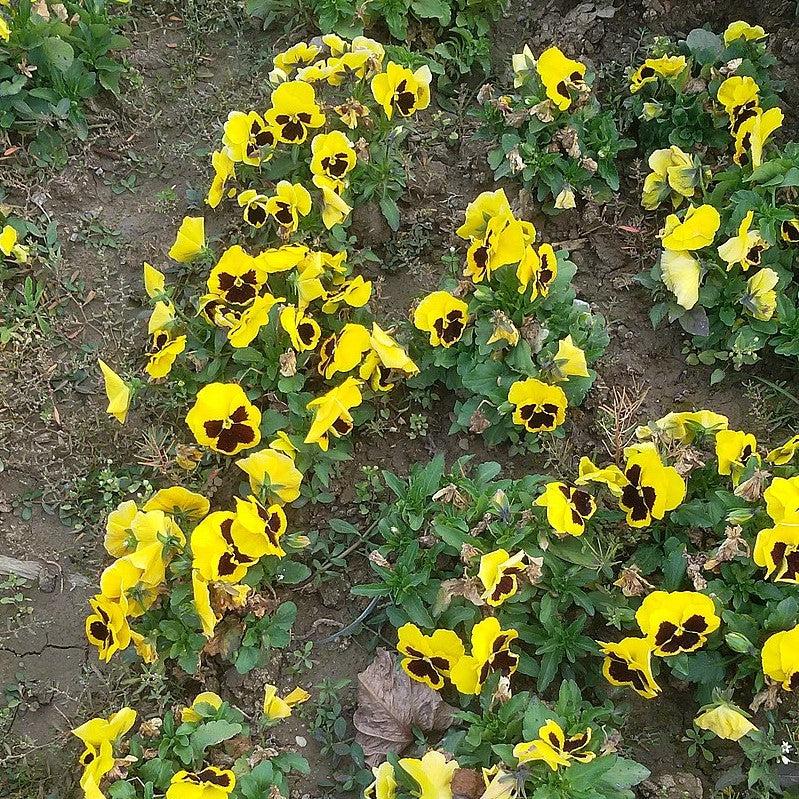 Viola x wittrockiana 'Inspire DeluXXe Yellow Blotch' ~ Inspire DeluXXe® Yellow Blotch Pansy-ServeScape