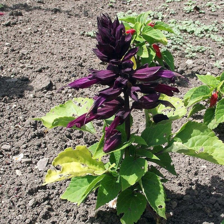 Salvia splendens 'PAS3292' ~ Vista™ Purple Salvia-ServeScape