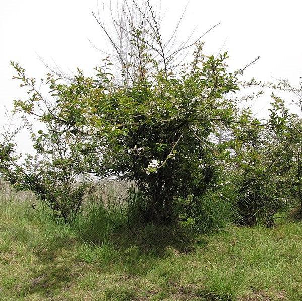 Prunus salicina 'Ozark Premier' ~ Ozark Premier Plum-ServeScape