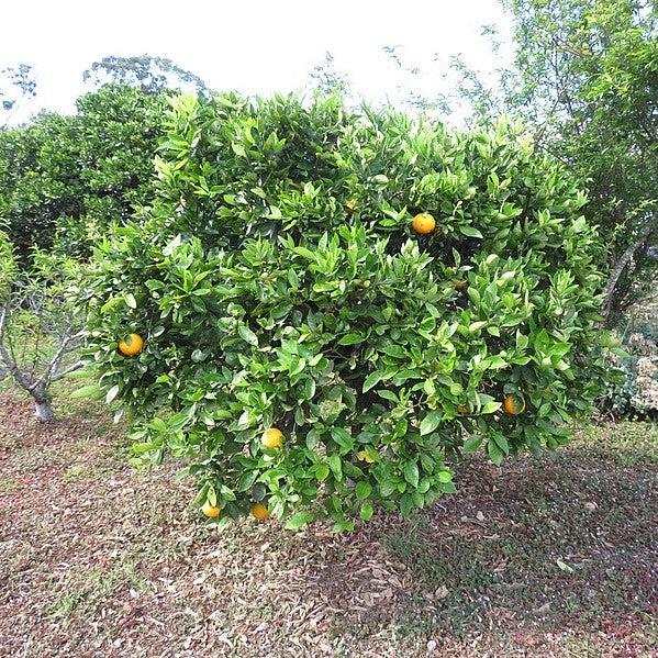 Citrus × sinensis 'Cara Cara' ~ Cara Cara Navel Orange-ServeScape