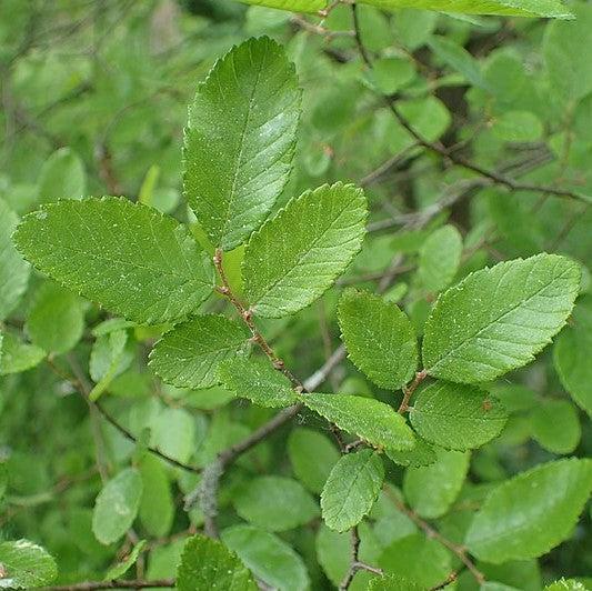 Ulmus crassifolia ~ Cedar Elm-ServeScape
