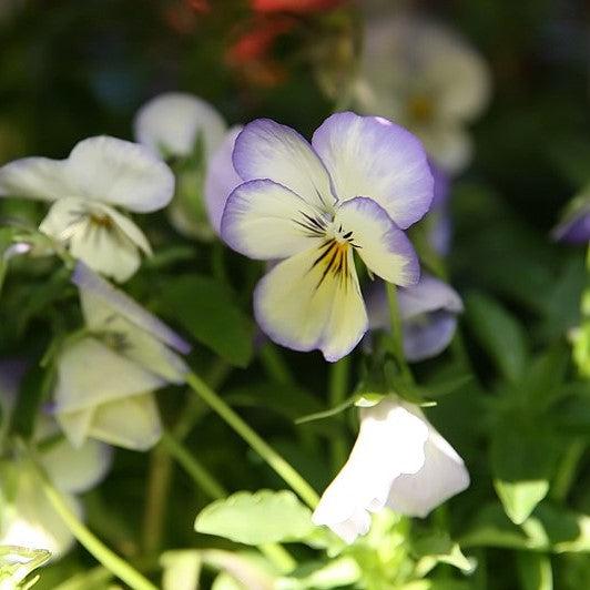 Viola cornuta 'Penny Winter Mix' ~ Penny™ Winter Mix Viola-ServeScape