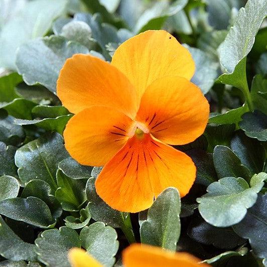 Viola cornuta 'Penny Orange' ~ Penny™ Orange Viola-ServeScape