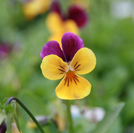 Viola cornuta 'Penny Jump-Up Mix' ~ Penny™ Jump-Up Mix Viola-ServeScape