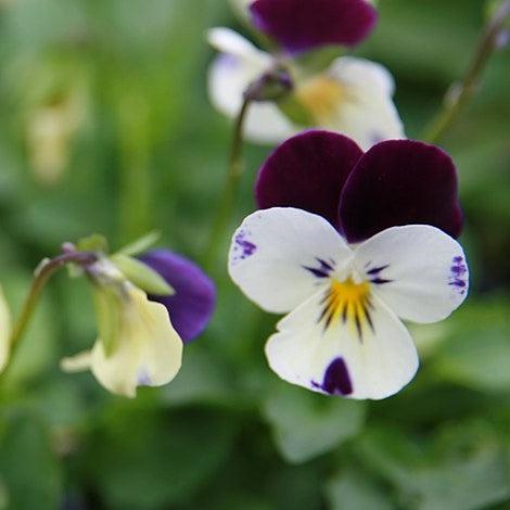 Viola cornuta 'Penny Jump-Up Mix' ~ Penny™ Jump-Up Mix Viola-ServeScape