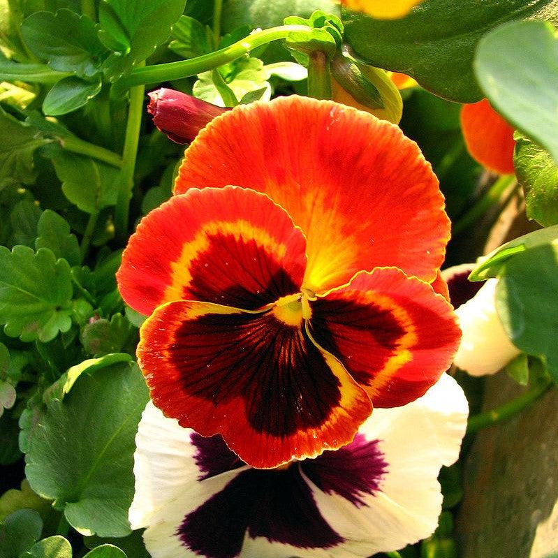 Viola x wittrockiana 'Mammoth On Fire' ~ Mammoth™ On Fire Pansy-ServeScape