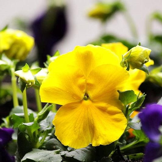 Viola cornuta 'Colormax Clear Yellow' ~ Colormax® Clear Yellow Viola-ServeScape