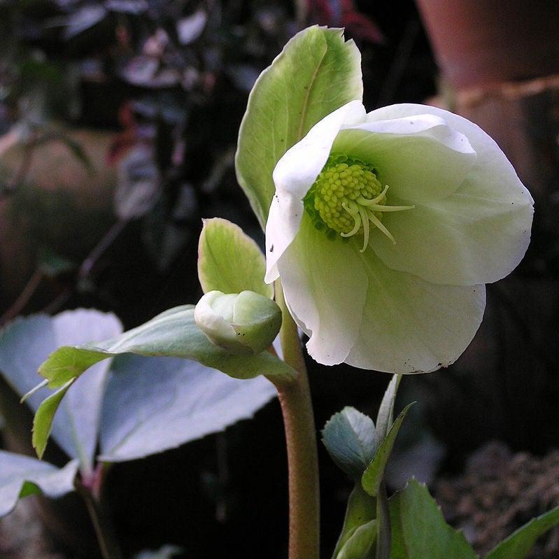 Helleborus × ballardiae 'COSEH 720' ~ HGC® Spring Party Lenten Rose-ServeScape
