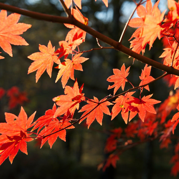 Acer palmatum 'Herbstfeuer' ~ Herbstfeuer Japanese Maple-ServeScape