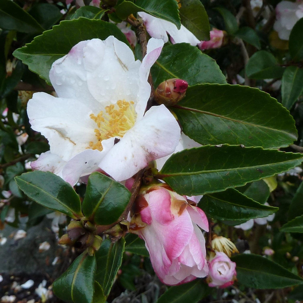 Camellia sasanqua 'Yoi Machi' ~ Yoi Machi Camellia-ServeScape