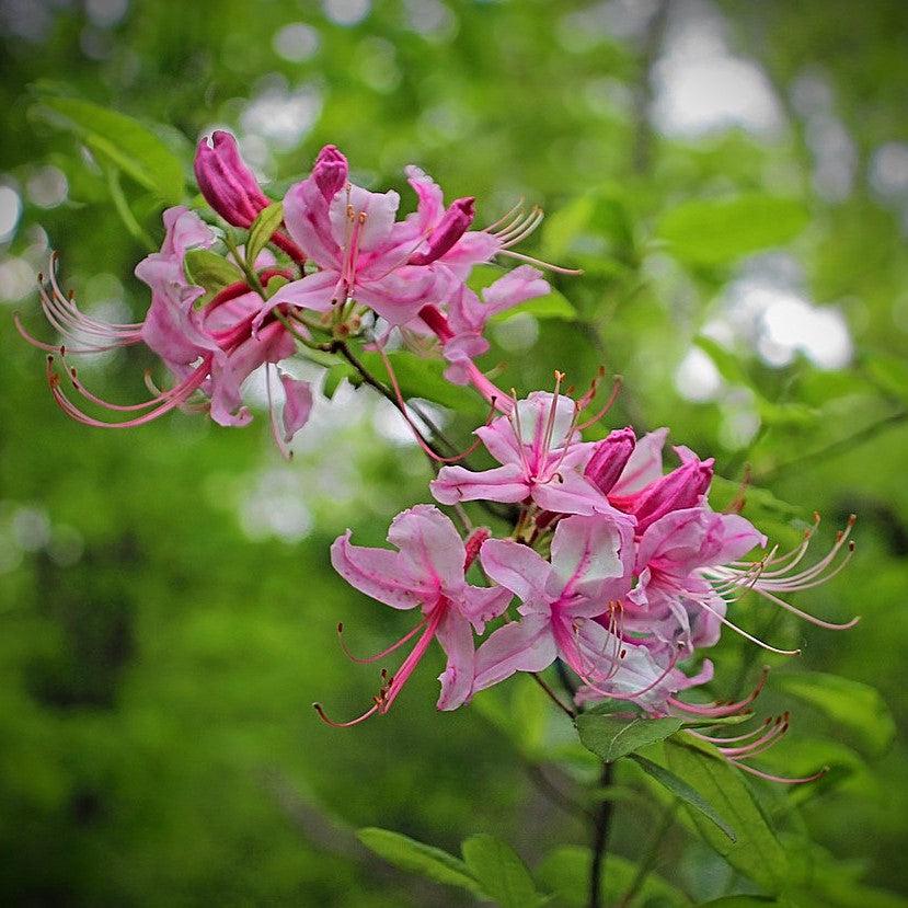 Rhododendron canescens 'Varnado's Pink' ~ Varnado's Pink Azalea-ServeScape