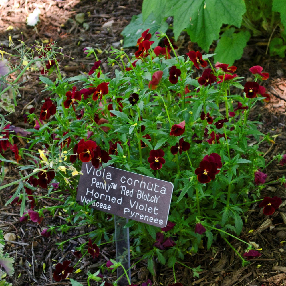 Viola cornuta 'Admire Red Blotch' ~ Admire® Red Blotch Viola-ServeScape