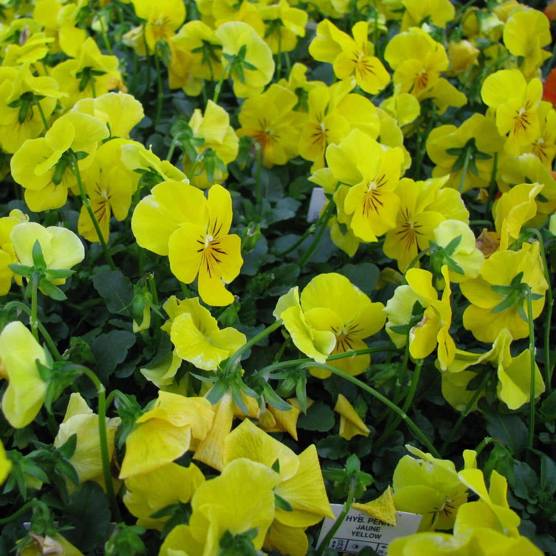 Viola cornuta 'Penny Yellow' ~ Penny™ Yellow Viola-ServeScape