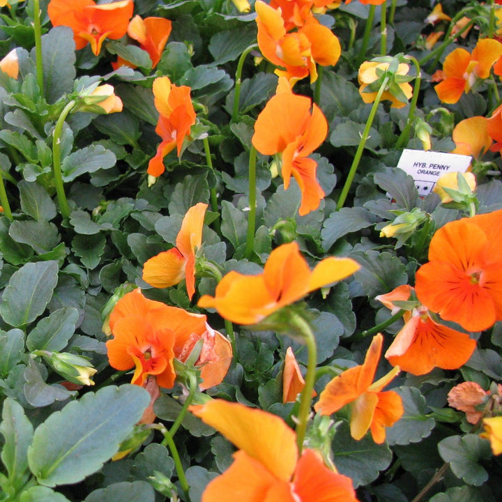 Viola cornuta 'Penny Orange' ~ Penny™ Orange Viola-ServeScape