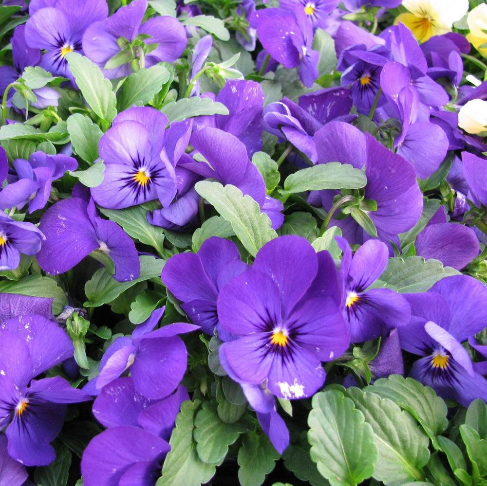 Viola cornuta 'Penny Winter Mix' ~ Penny™ Winter Mix Viola-ServeScape