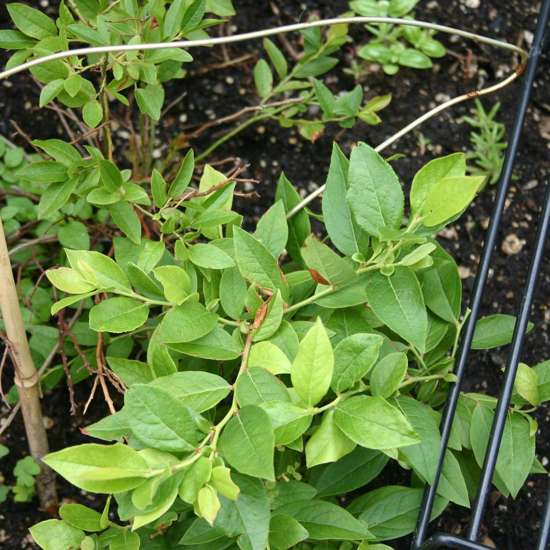 Vaccinium hybrid 'TO-1319' ~ Bushel and Berry® Southern Bluebelle Blueberry-ServeScape