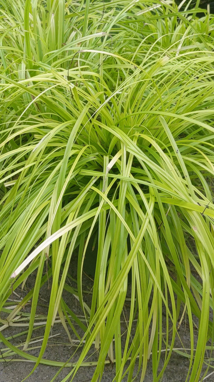 Carex oshimensis 'Everillo' PP#21,002 ~ EverColor® Everillo Sedge