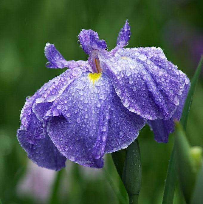Iris ensata 'Temple Bells' ~ Temple Bells Japanese Iris-ServeScape
