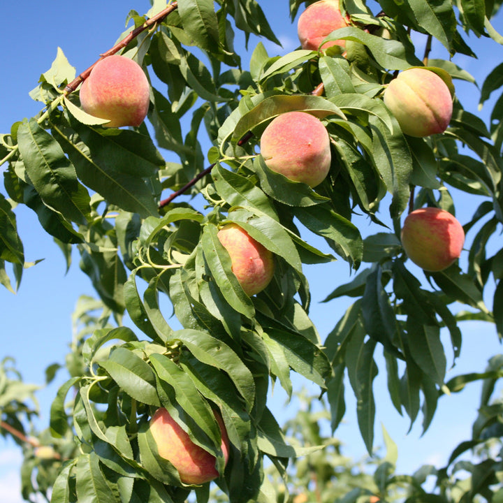 Prunus persica 'FloridaCrest' ~ Floridacrest Peach-ServeScape