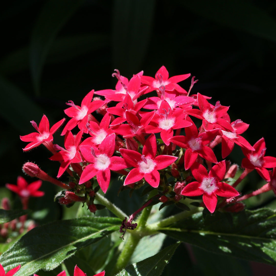 Pentas lanceolata 'Graffiti OG Bright Red' ~ Graffiti® OG Bright Red Star Flower-ServeScape