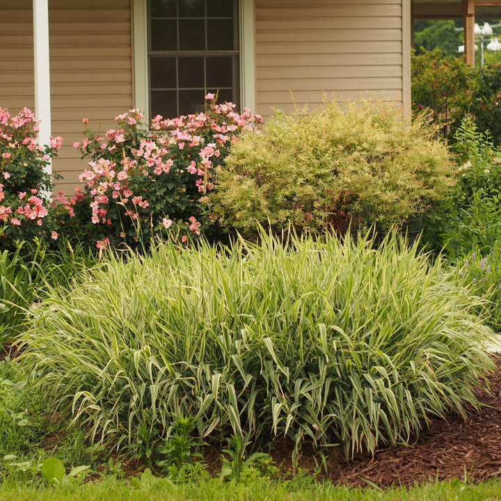 Carex morrowii 'Aurea-variegata' ~ Variegated Japanese Sedge-ServeScape