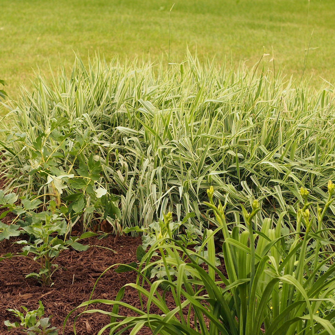 Carex morrowii 'Aurea-variegata' ~ Variegated Japanese Sedge-ServeScape