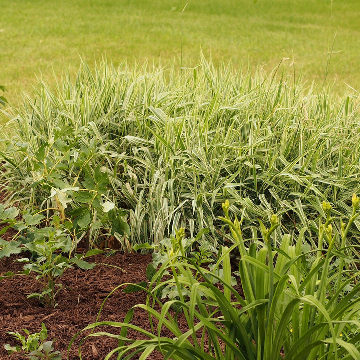 Carex morrowii 'Aurea-variegata' ~ Variegated Japanese Sedge-ServeScape