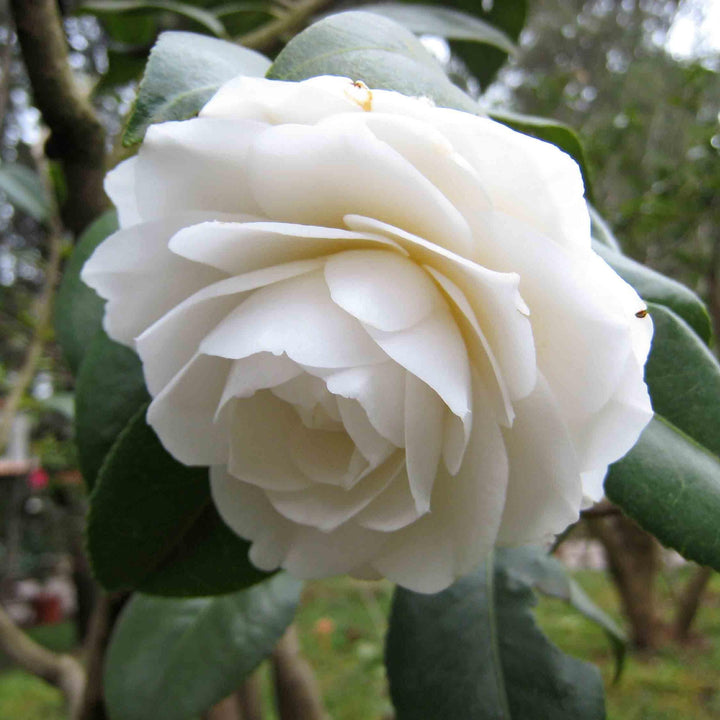 Camellia japonica 'Nuccio's Gem' ~ Nuccio's Gem Camellia-ServeScape