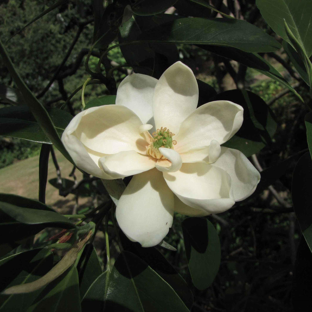 Magnolia virginiana 'Northern Belle' ~ Northern Belle Magnolia-ServeScape