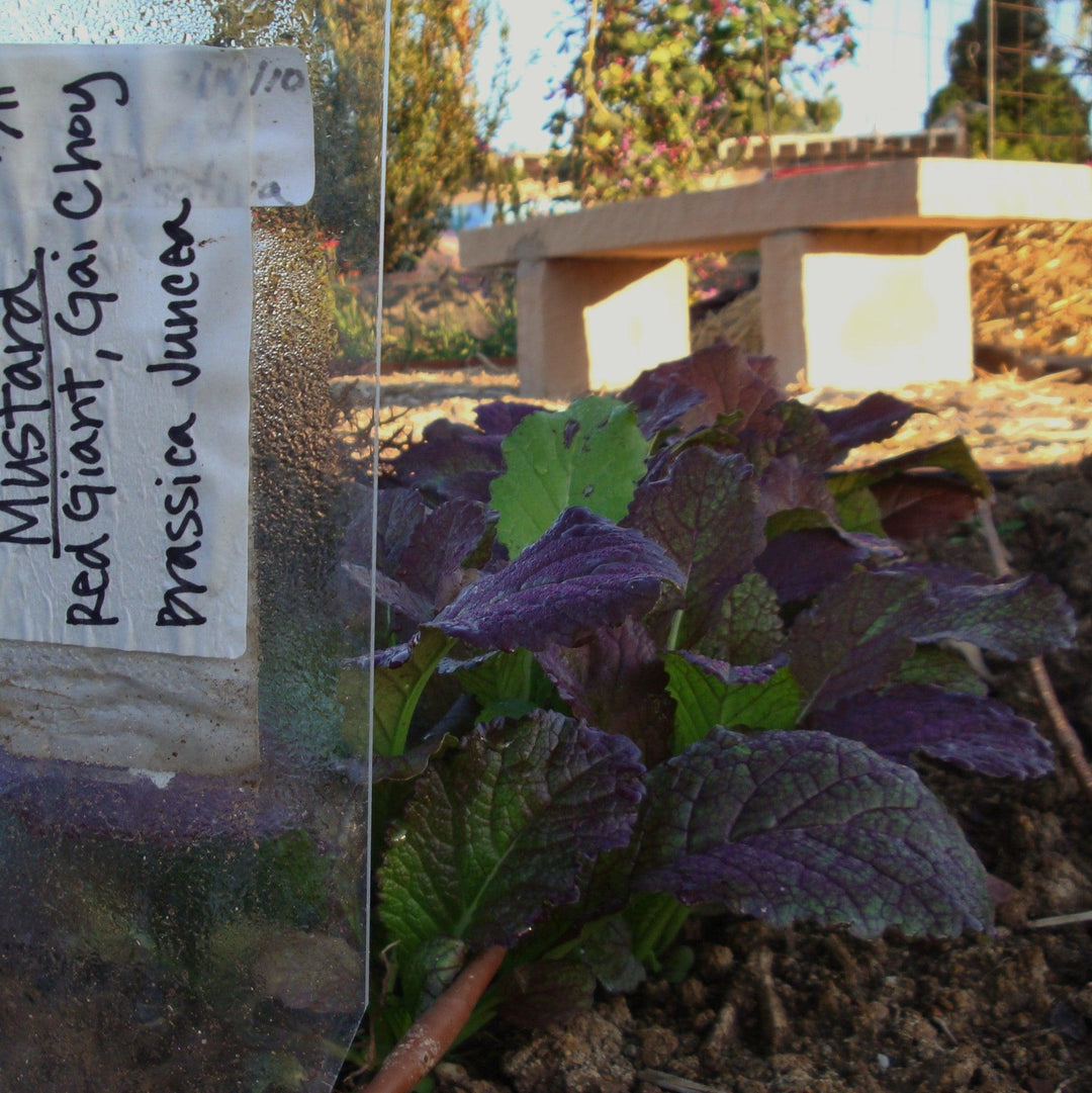 Brassica juncea 'Red Giant' ~ Red Giant Mustard-ServeScape