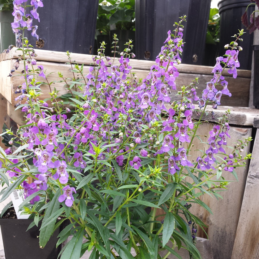 Angelonia angustifolia 'PAS803822' ~ Serenita® Purple Summer Snapdragon-ServeScape