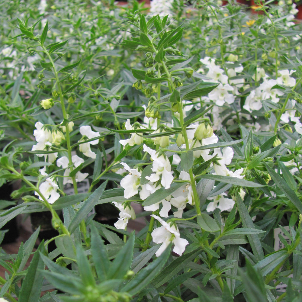 Angelonia angustifolia 'Carita Cascade White' ~ Carita™ Cascade White Summer Snapdragon-ServeScape