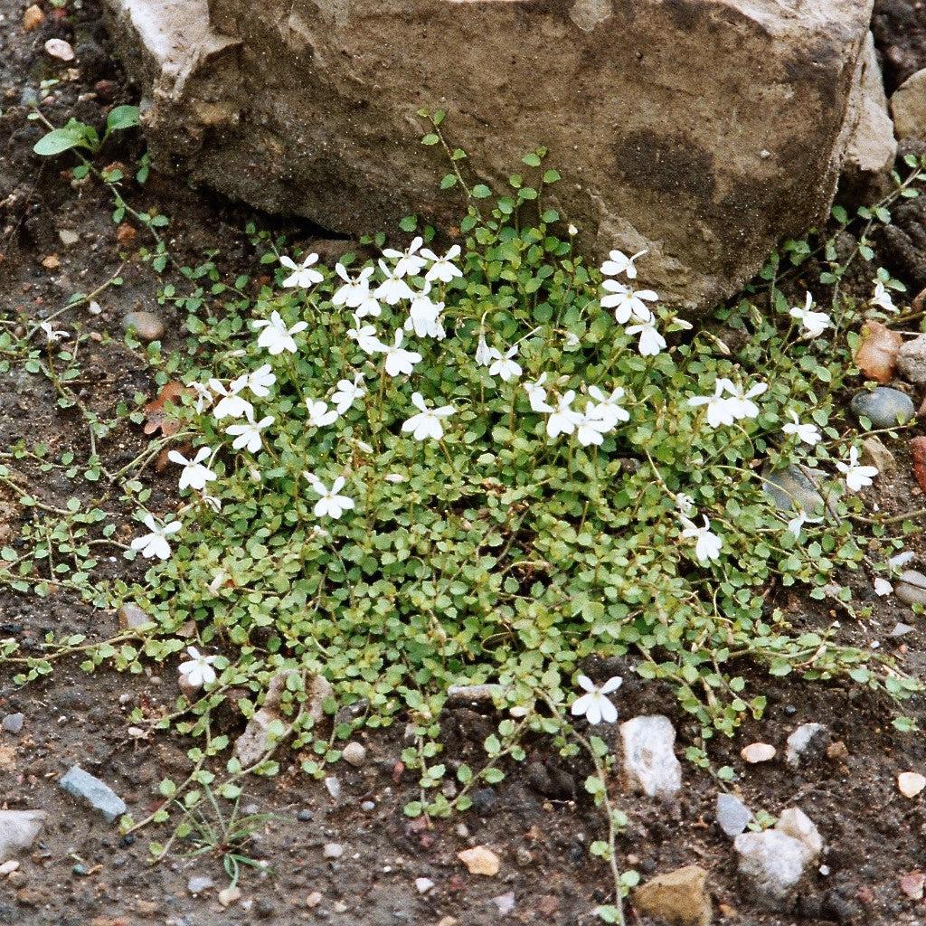 Pratia angulata ~ White Star Creeper-ServeScape