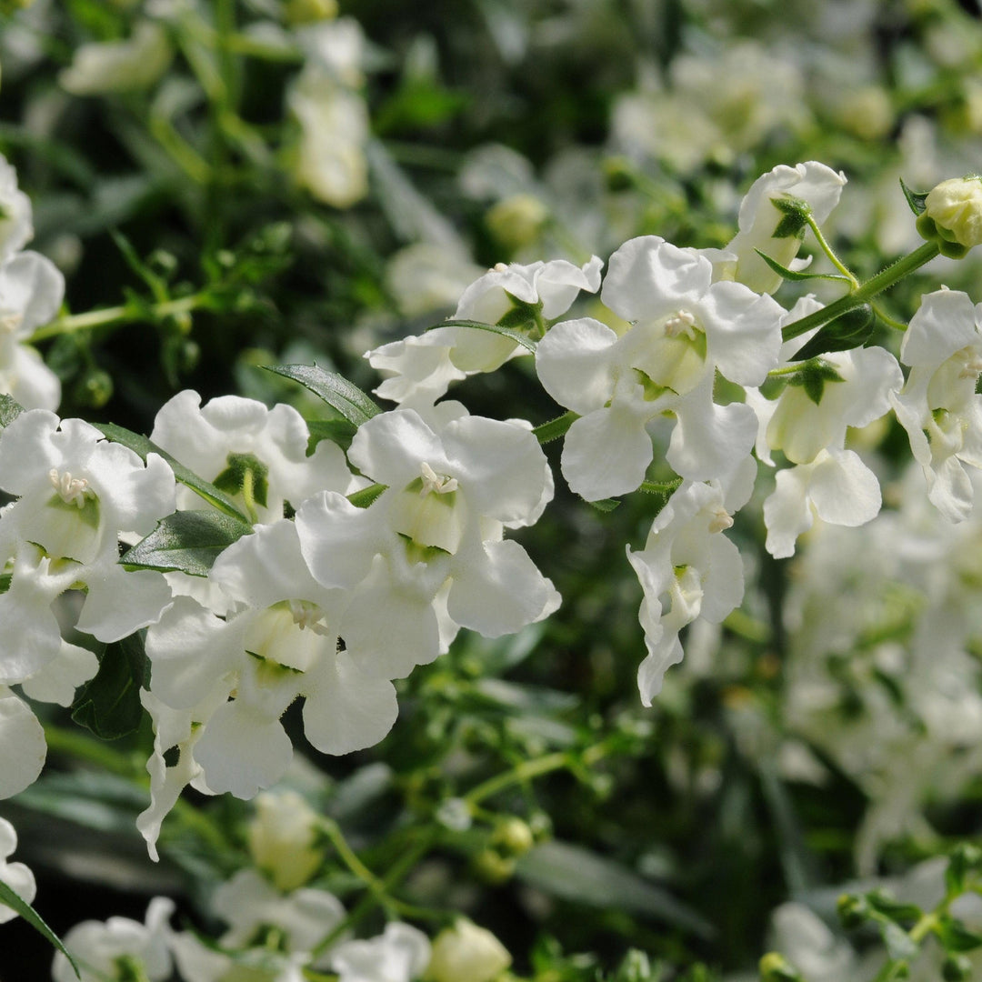 Angelonia angustifolia 'Balangspri' ~ AngelMist® Spreading White Summer Snapdragon-ServeScape