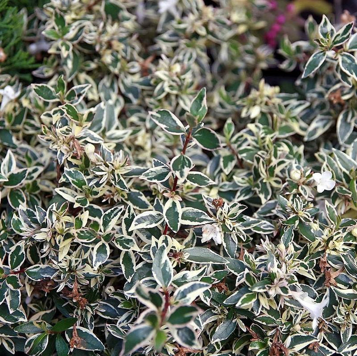 Abelia x grandiflora ‘Confetti’ ~ Confetti Abelia-ServeScape