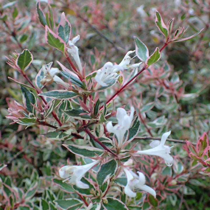 Abelia x grandiflora ‘Confetti’ ~ Confetti Abelia-ServeScape