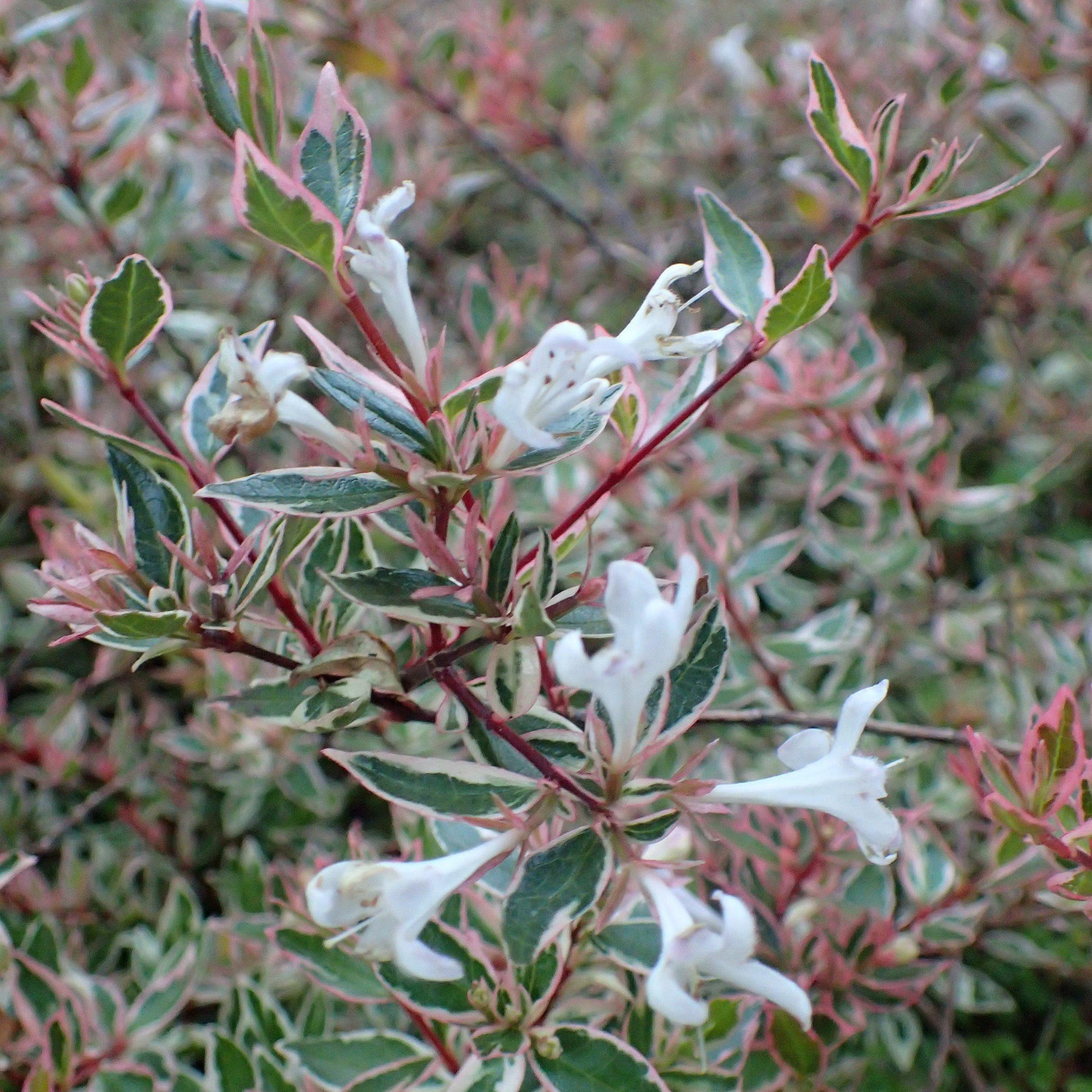 Confetti® Abelia Abelia x grandiflora ‘Confetti’ ServeScape